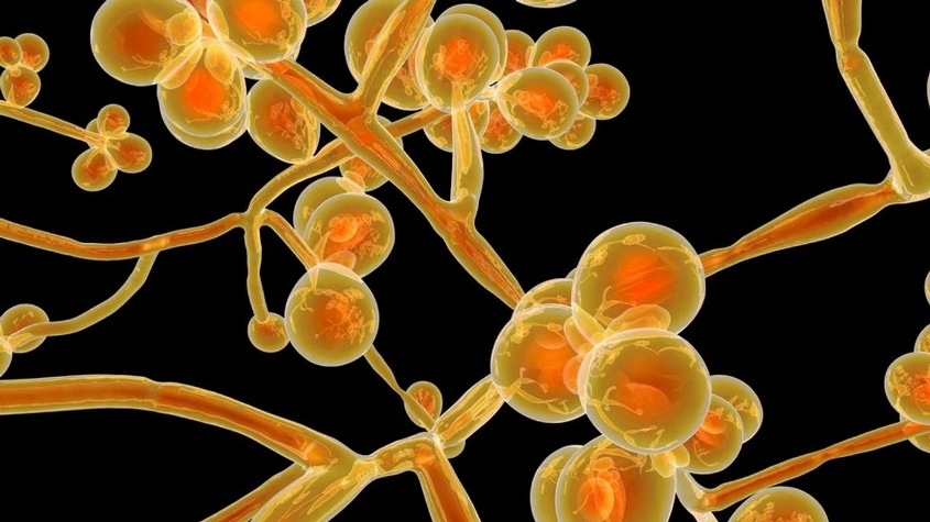 Yunanistan'da hastanelerde görülen "candida auris" mantarı vakalarında artış