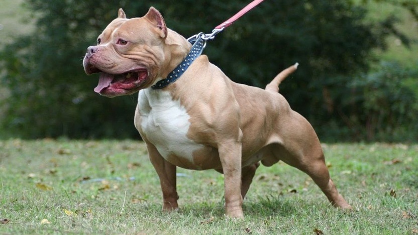 Pitbull dehşeti! Yoldan geçen adama saldırdı