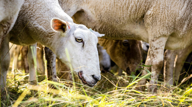 Koyun-keçi vebası nedeniyle yeni tedbirler alındı