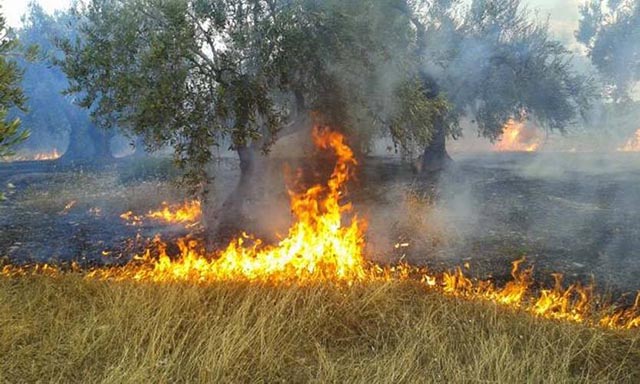 Son 24 saatte ülkenin çeşitli bölgelerinde 64 noktada orman yangını çıktı
