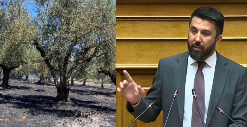 Ferhat, zeytin üreticilerine devlet yardımının kalan kısmının ödenmesi konusunu meclise taşıdı