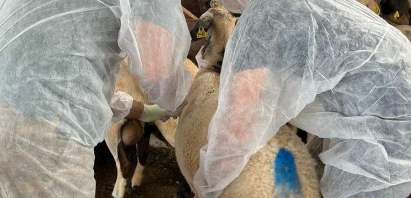 Koyun ve keçilerin aşılanması konusu AB Komisyonu’na taşındı