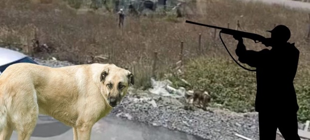 Av tüfeğiyle köpeği öldürmekle suçlanan 46 yaşındaki kişi tutuklandı