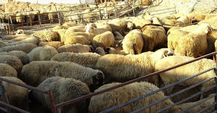 Çiçek hastalığı: 1.400 hayvan itlaf edilecek