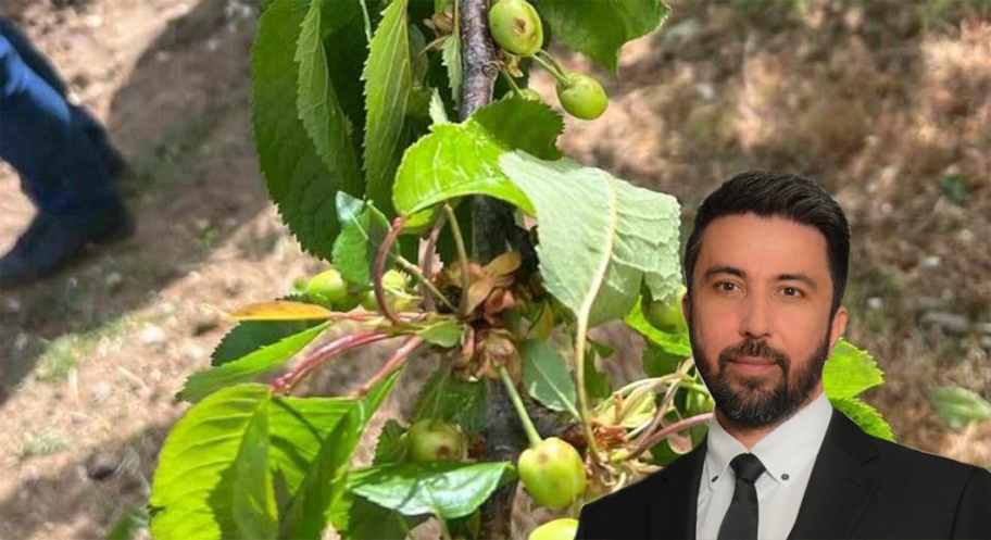 Ferhat, doludan zarar gören ürünlerde izlenecek yol haritasını açıkladı