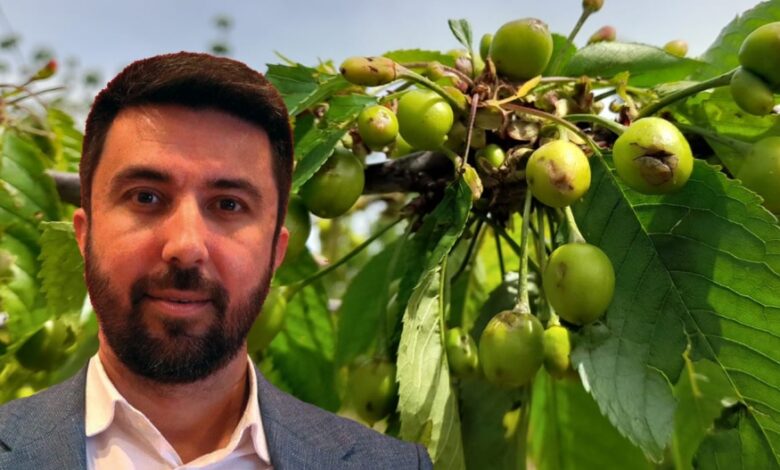Rodop’ta kiraz üreticileri belirsizlikte: Özgür Ferhat’tan Bakanlığa tepki!
