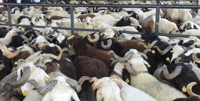Batı Trakya’da Kurban pazarları yasaklandı