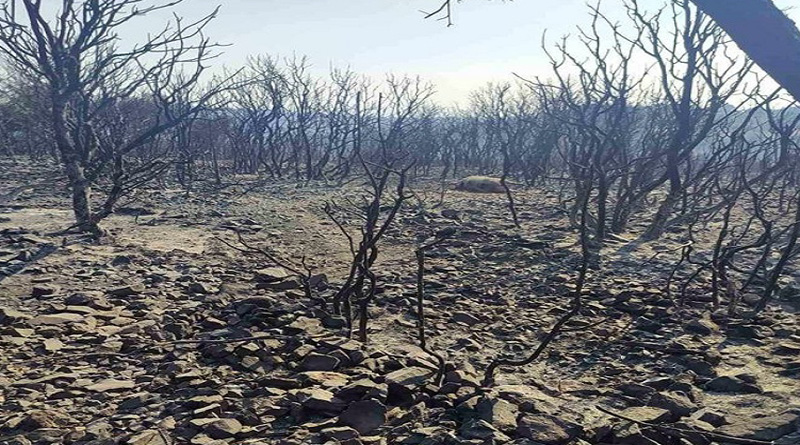 Evros’ta bir kişinin daha yanmış cesedi bulundu